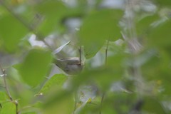 Phylloscopus borealis