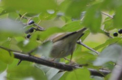 Phylloscopus borealis