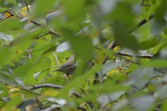 Phylloscopus borealis