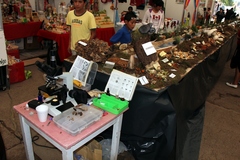 Omphalotus mexicanus