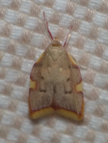 Carcina quercana