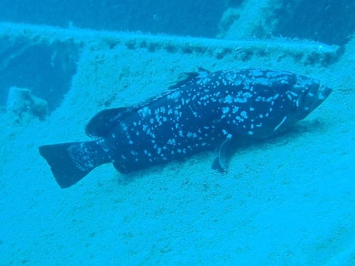 Epinephelus marginatus