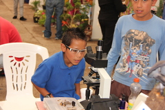 Omphalotus mexicanus