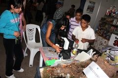 Omphalotus mexicanus