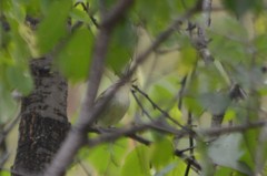 Phylloscopus borealis