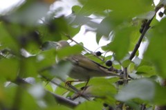 Phylloscopus borealis