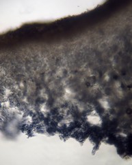 Omphalotus mexicanus