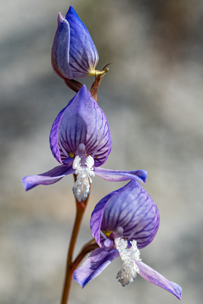 Disa venusta