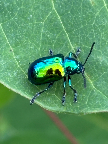 Dogbane Leaf Beetle