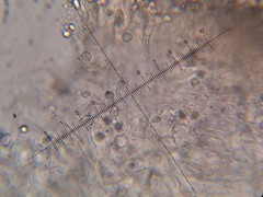 Omphalotus mexicanus