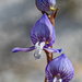 Disa Orchids - Photo (c) magriet b, some rights reserved (CC BY-SA), uploaded by magriet b