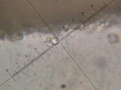 Omphalotus mexicanus