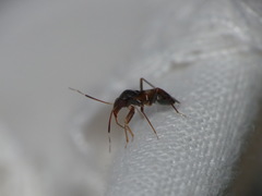 Pilophorus perplexus