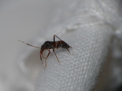 Pilophorus perplexus