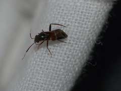 Pilophorus perplexus