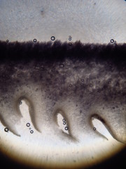 Omphalotus mexicanus