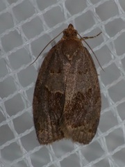 Clepsis dumicolana