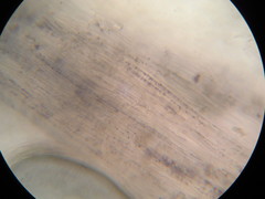 Omphalotus mexicanus