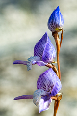 Disa venusta