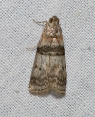 Sciota rhenella