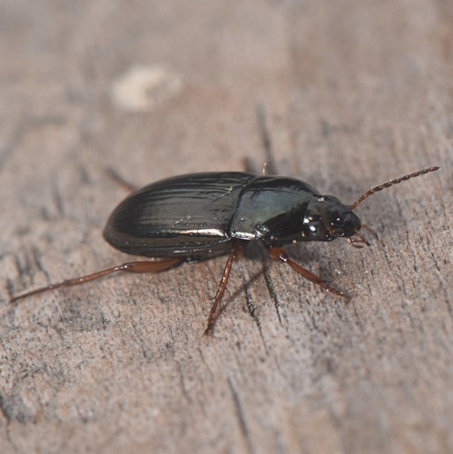 Pale-footed Harp Ground Beetle