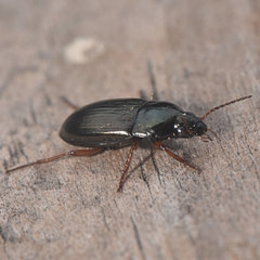 Amara pallipes