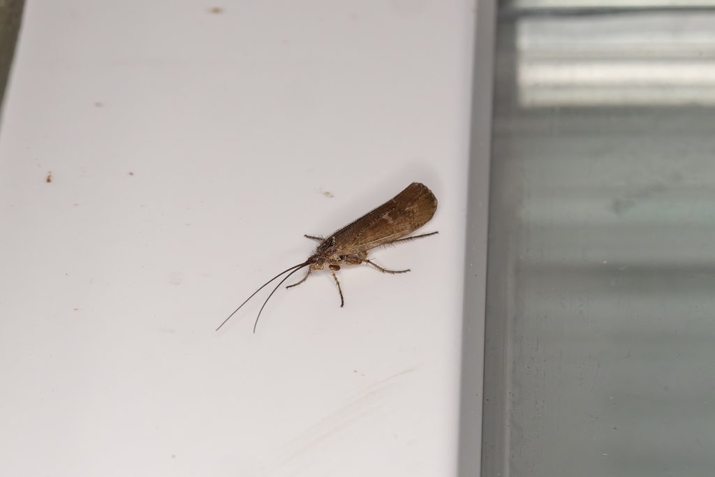 Limnephilus submonilifer