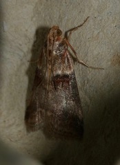 Acrobasis tumidana