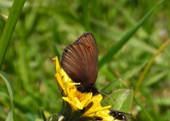 Erebia epiphron