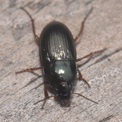 Amara pallipes