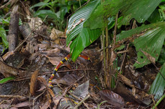 Micrurus mosquitensis