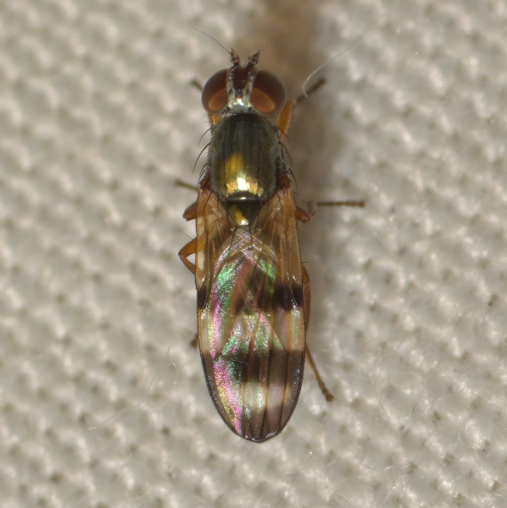 Chaetopsis fulvifrons