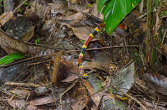 Micrurus mosquitensis