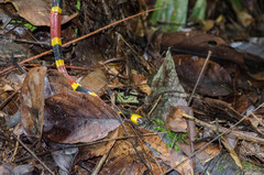 Micrurus mosquitensis