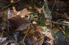 Micrurus mosquitensis