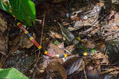 Micrurus mosquitensis