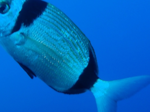 Diplodus vulgaris