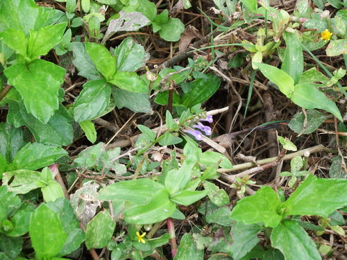 Scutellaria barbata (Scutellaria barbata)