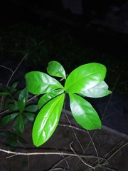 Pseuderanthemum laxiflorum