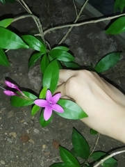 Pseuderanthemum laxiflorum