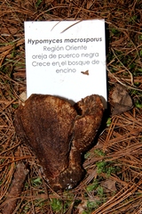 Hypomyces macrosporus