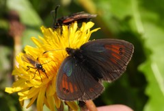 Erebia tyndarus