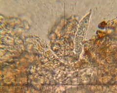 Hypomyces macrosporus