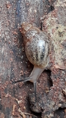 Bulimulus