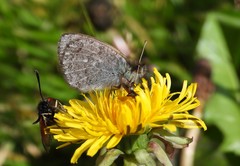 Erebia tyndarus