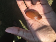 Unionoidea