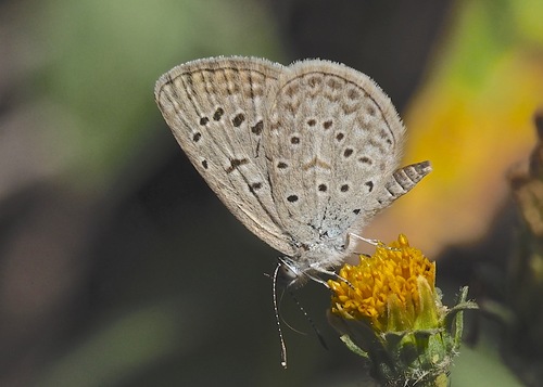 African Grass Blue