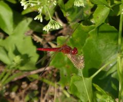 Crocothemis servilia