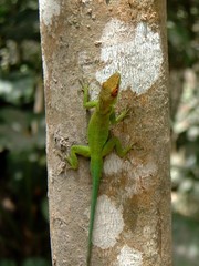 Anolis lividus