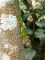 Anolis lividus